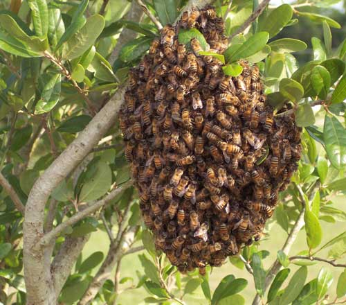 bee-swarm